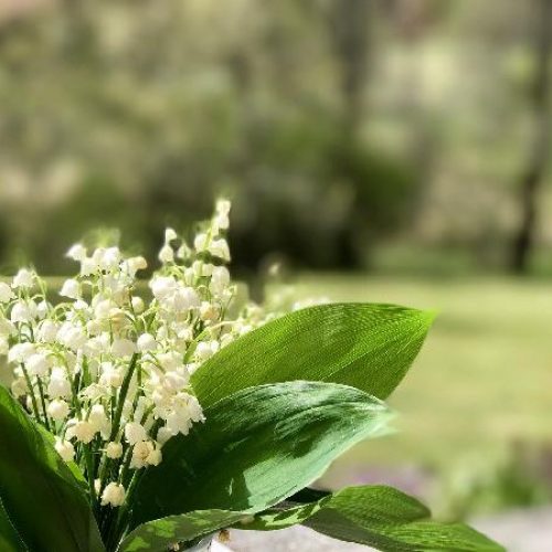 lily-of-the-valley-g85355f653_1280